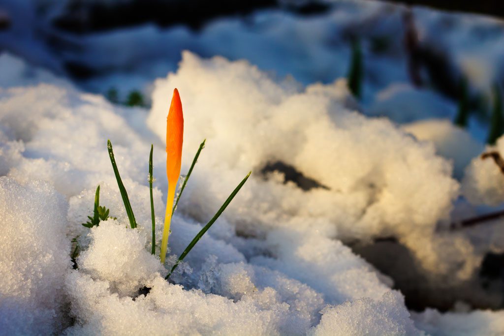 In a patch of snow, an orange crocus with green leaves pokes through to symbolize rebirth.