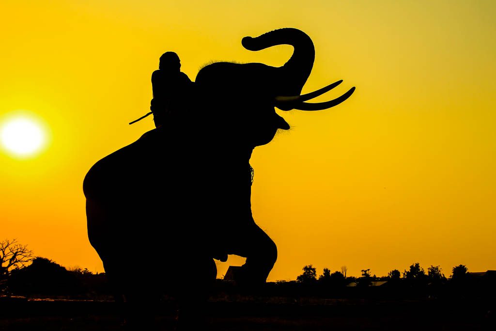A silhouette of an elephant with a rider in action in Ayutthaya province, Thailand.