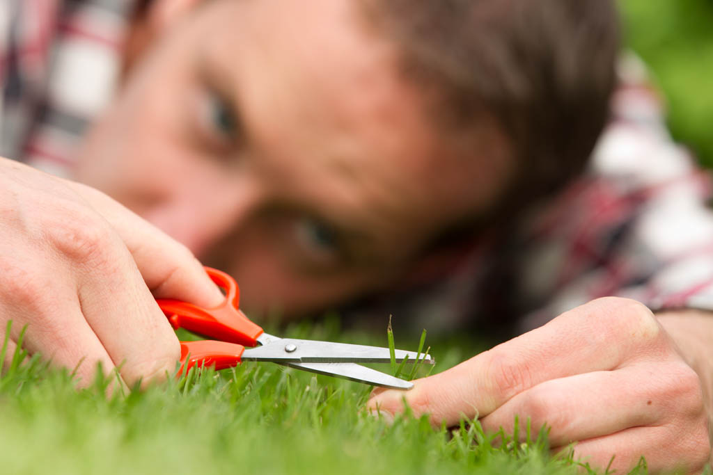 An obsessive man lies on his lawn and cuts a single blade of grass with red-handled scissors.