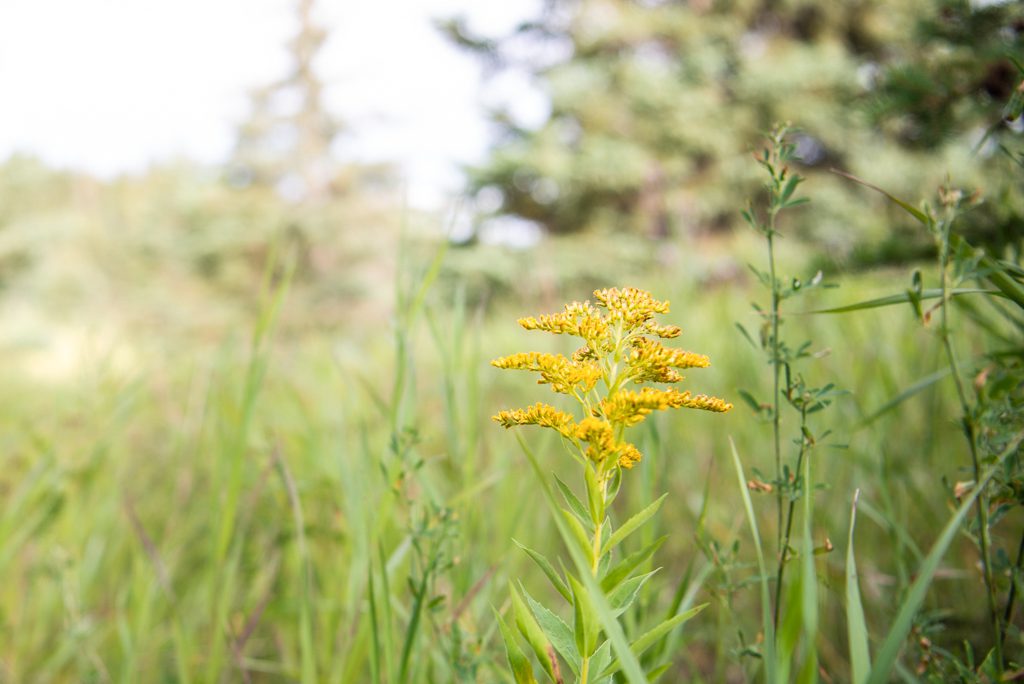 With lots of bokeh, a yellow prairie flower stands out from a green grassland.