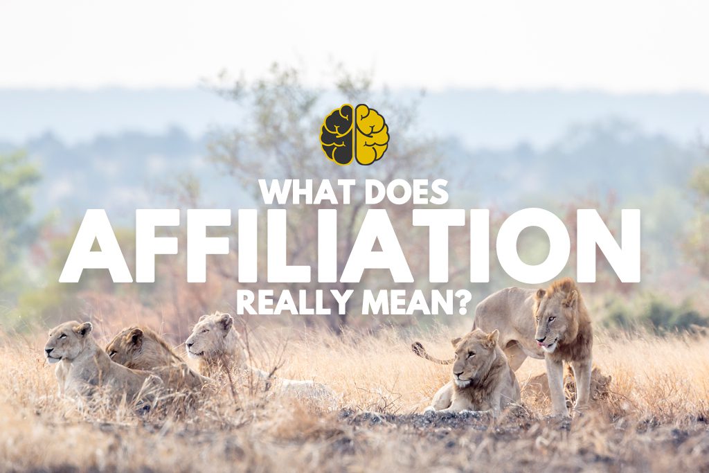 A pride of lions basking in the sun together - what does affiliation really mean?