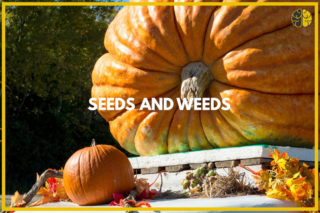 A photo of an enormous pumpkin - Seeds and Weeds