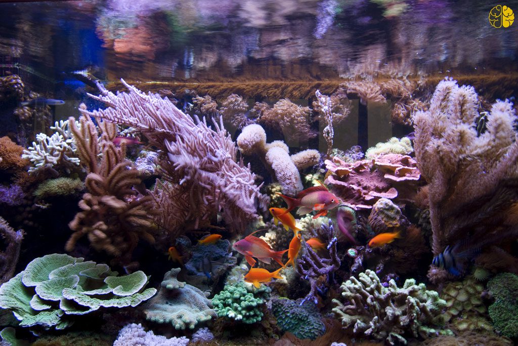 The goldfish - beautiful fish swimming in a tank