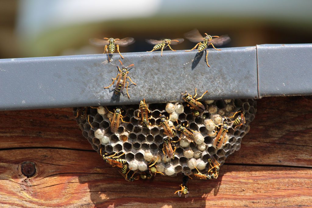 A number of wasps crawl on a nest being constructed on the side of a building.