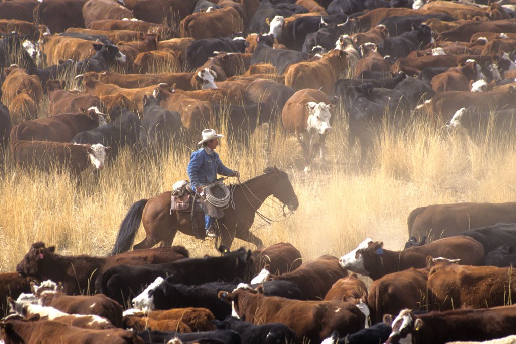 A cowboy rides a horse among cows on a cattle ranch.