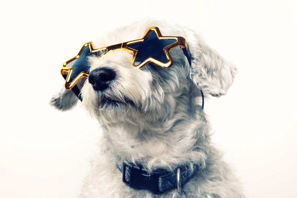 A portrait of a dog wearing sunglasses presented as part of a list of gym-opening ideas. 