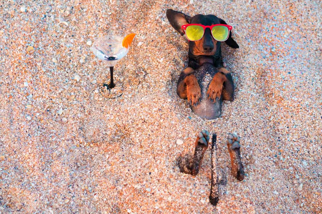 On a beach, a dog in sunglasses relaxes with a martini.
