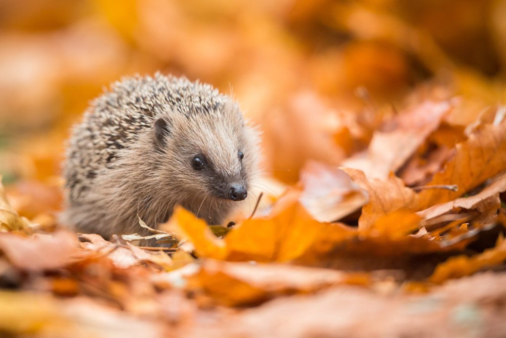 A closeup image of a hedgehog on orange leaves in fall.